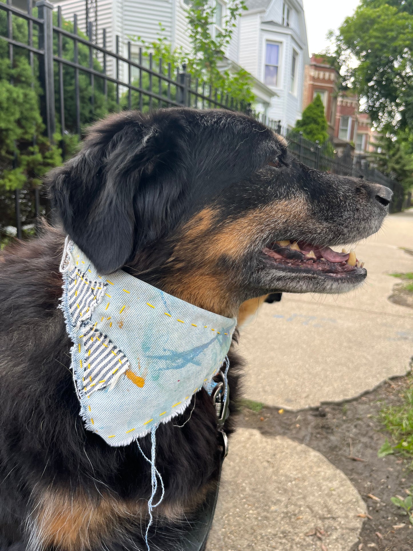 denim/ stripped medium dog bandana